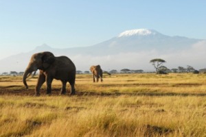 African Elephants and Mount Kilimanjaro - Amboseli National Park, Kenya